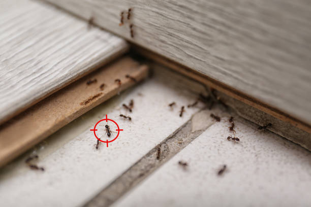 Best Pest Control Treatment  in Spokane Valley, WA